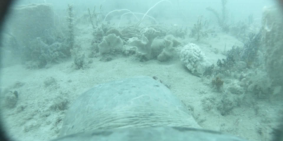 The point of view from a turtle foraging in the Roebuck Bay Marine Park The point of view from a turtle foraging in the Roebuck Bay Marine Park