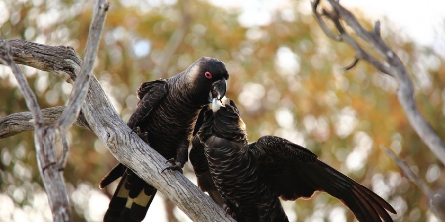 Male Carnaby's cockatoo feeding a female. Photo by Rick Dawson