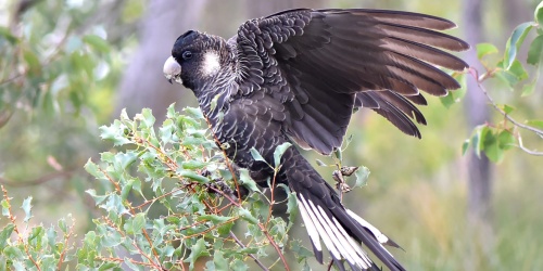 Carnaby’s Black Cockatoo, Photo: Jean Wikimedia