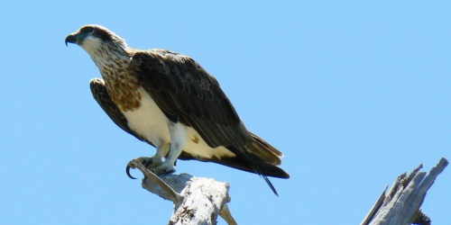 Ospreys have a new nest at Point Waylen. Photo: DBCA