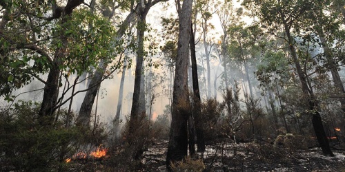 Fire Management | Department Of Biodiversity, Conservation And Attractions