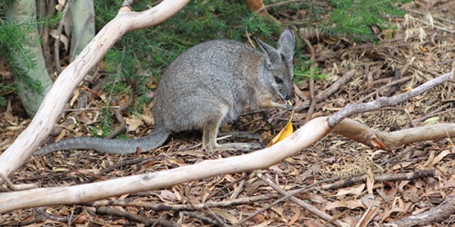 Tammar wallaby at Perth Zoo