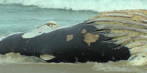 Whale carcass management