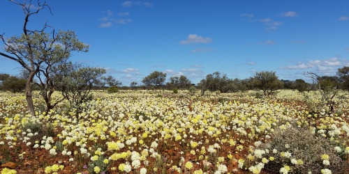 Badimia wildflower landscape