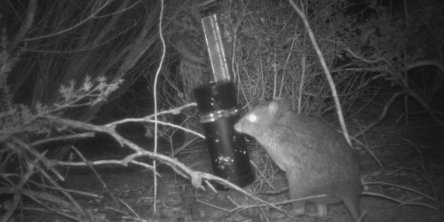 Gilbert's potoroo caught on camera!