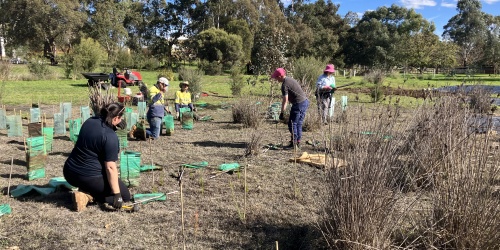 Planting on Saint Leonards Creek following weed control by solarisation. Photo credit Melinda McAndrew/Perth NRM