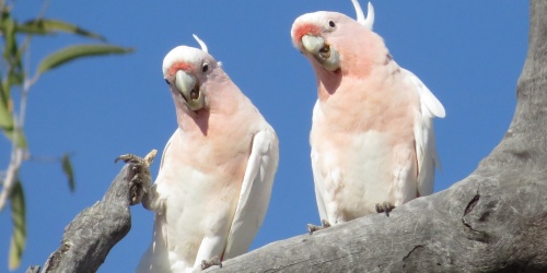 Two Major Mitchell cockatoos sitting on a tree branch. Two Major Mitchell cockatoos sitting on a tree branch.