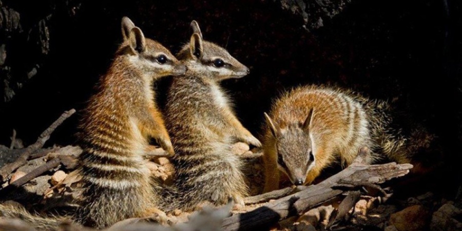 Numbats