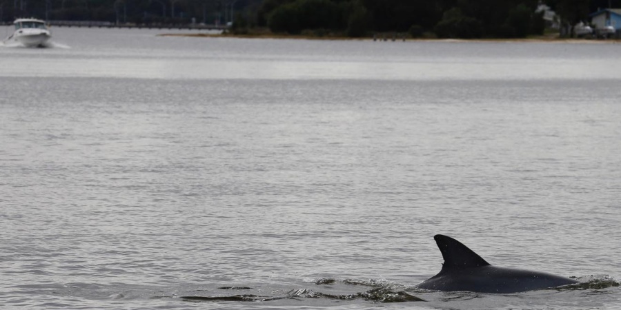 Dolphin in the Swan Canning Riverpark. Photo: Sue Harper