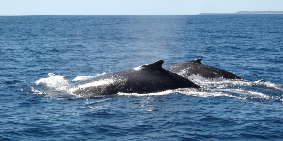 Humpback whales. Photo- Parks and Wildlife Service