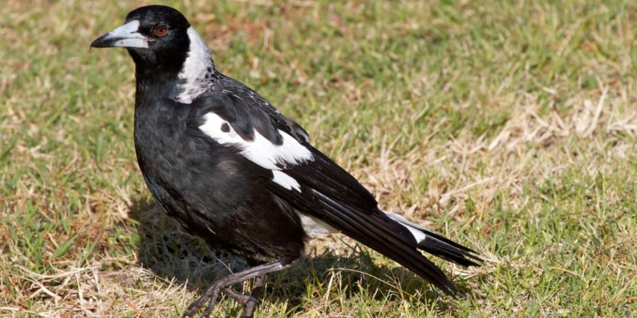 Magpie