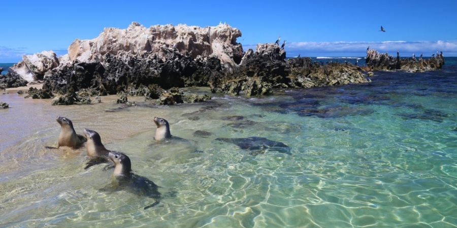 Marmion Marine Park