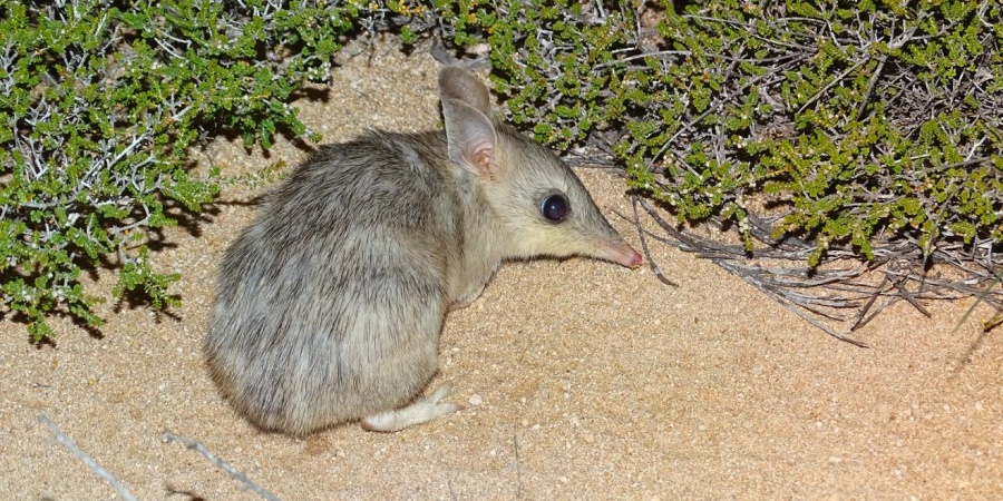 Shark Bay Bandicoot