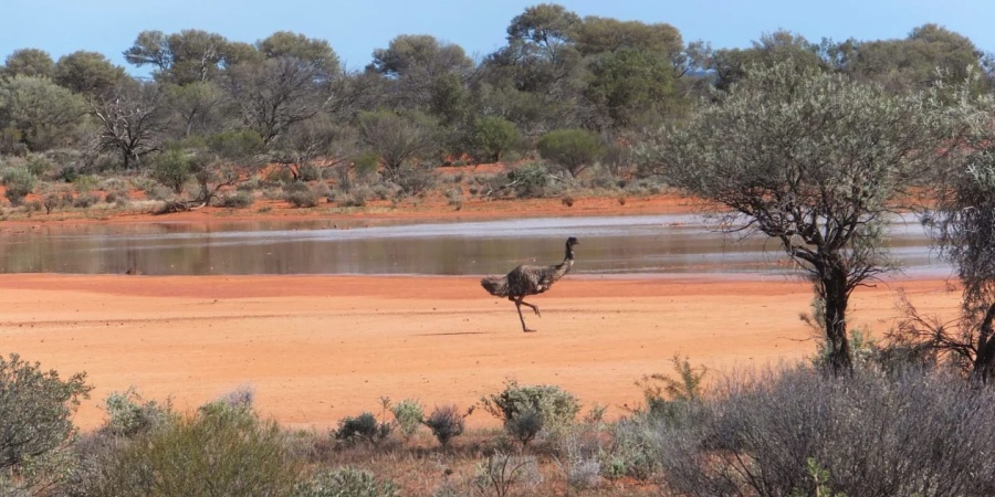 Thundelarra Lignum Swamp. Photo: Sue Hancock, DBCA