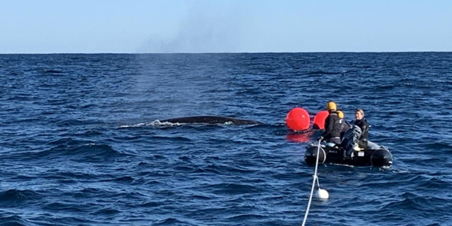 Whale disentanglement