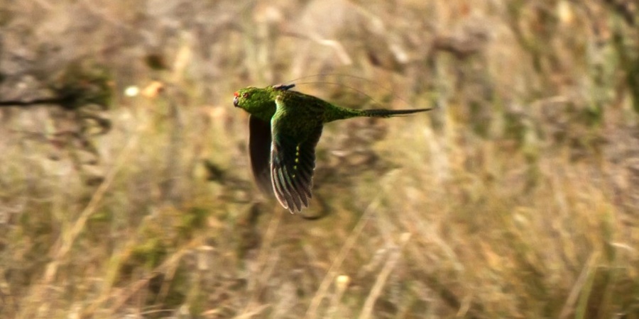 Western Ground Parrot. Photo credit: DBCA