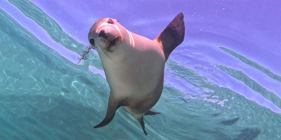 Close-up of Australian Sea Lion underwater. Photo credit: DBCA