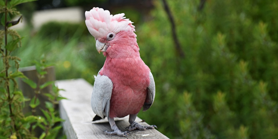 Pink and grey galah