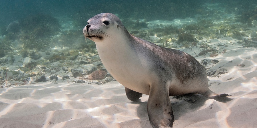 Seals Survive A Scare From Dead Mammals