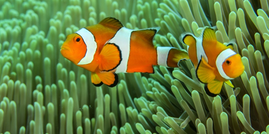 Anemonefish | Department of Biodiversity, Conservation and Attractions