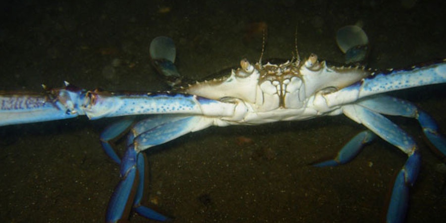 Blue Swimmer Crabs