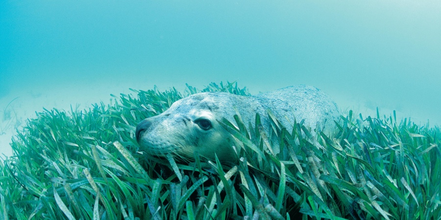 Carnac Island Nature Reserve - Photo Tourism WA