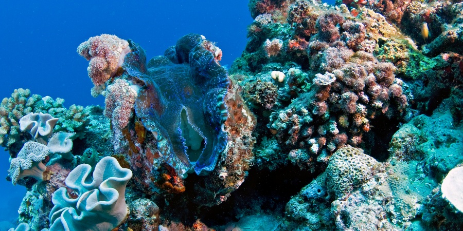 Giant deals clam australia