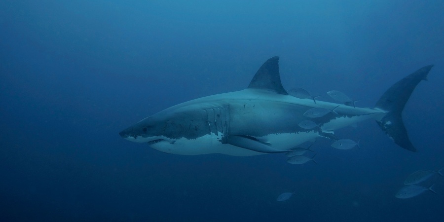 Great white shark  Department of Biodiversity, Conservation and