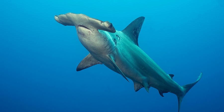 Hammerhead sharks  Department of Biodiversity, Conservation and