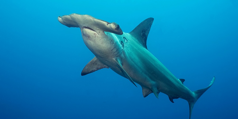 Hammerhead sharks  Department of Biodiversity, Conservation and Attractions