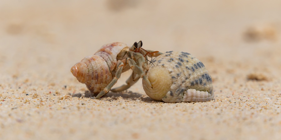 Hermit Crab - Photo yu-ki_d7500 / Adobe