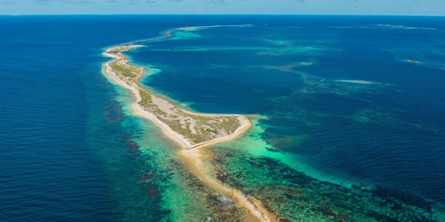 Coral, Abrolhos National Park, Brazil - Conservation Leadership