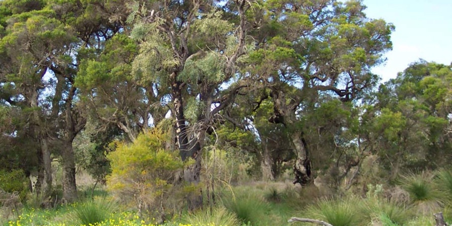 Jandakot Regional Park