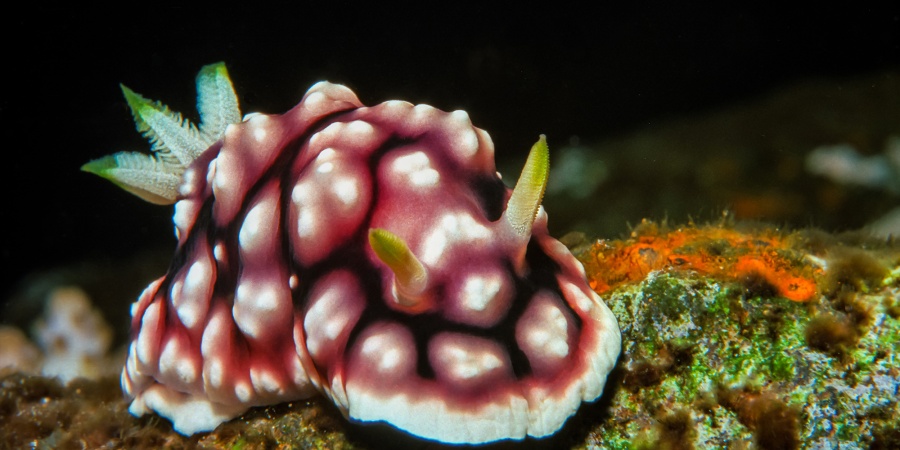 sea slug