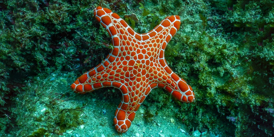 Starfish shops