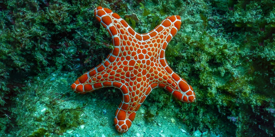 Facts About Starfish: Essential Information on These Fascinating Creatures  - American Oceans