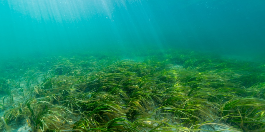 Seagrass - Photo divedog / Adobe