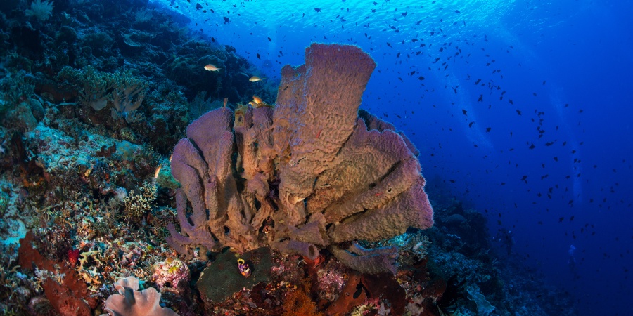 How To Look After Sea Sponges - My Reef