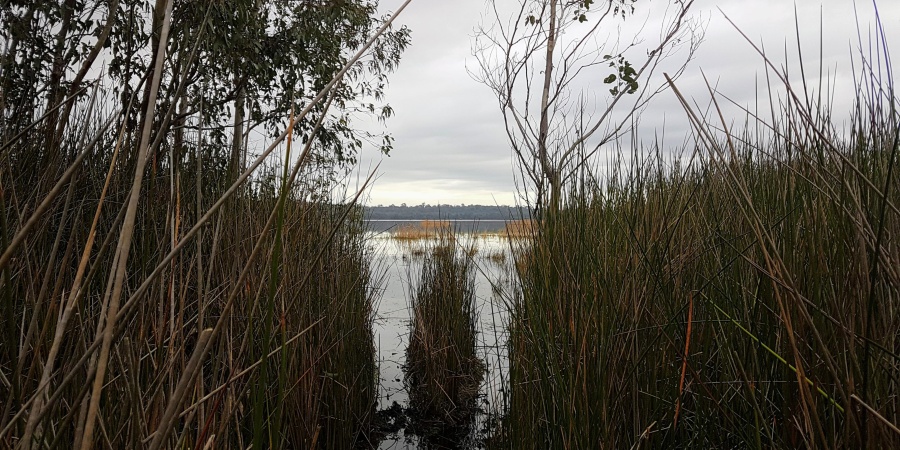 Thomson's Lake Nature Reserve - Photo Bronwyn Wells