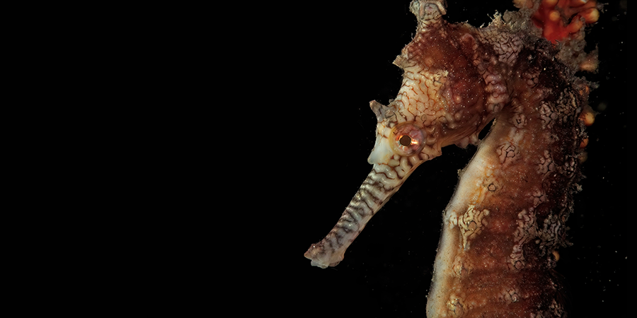 Western Australian Seahorse - Photo © Peter Nicholas