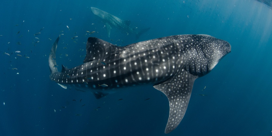 Ningaloo Whaleshark - Photo Aimee Jan