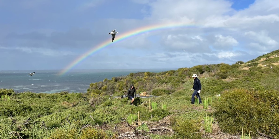 Planting on Penguin Island. Photo/DBCA