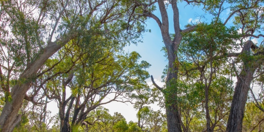 Northern Jarrah Forest