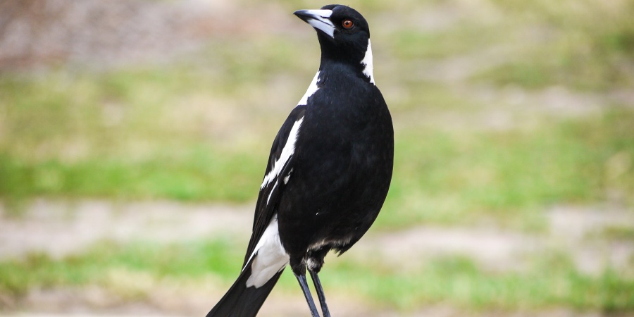 Magpie