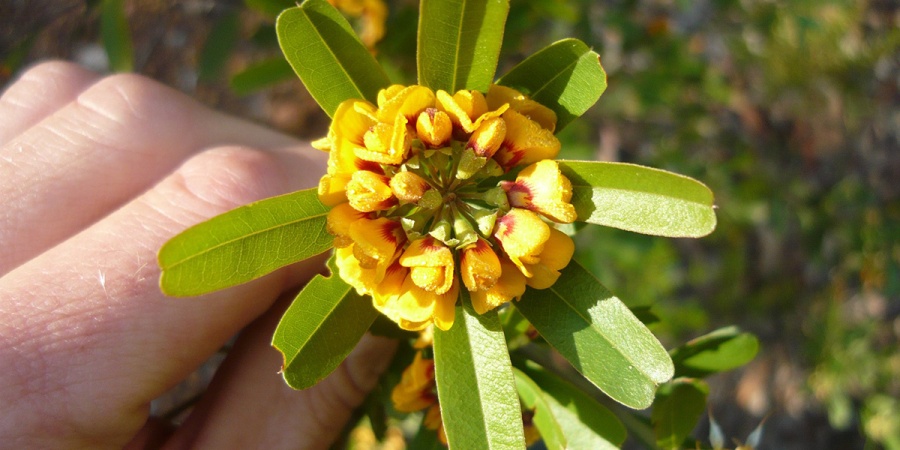 Heart leaf poison (Gastrolobium bilobum). Photo by DBCA