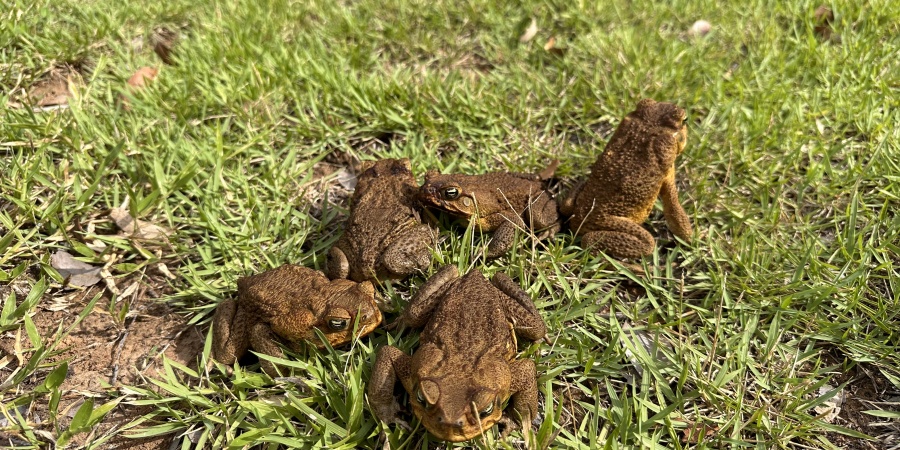 TOADINATOR Cane - Animal Control Technologies (Australia