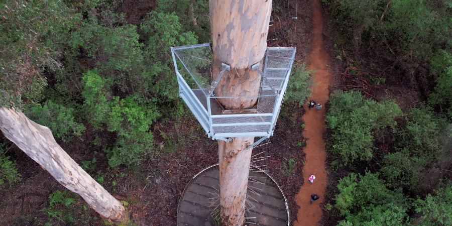 The Bicentennial Tree is reopen to the 20m platform. Credit: DBCA