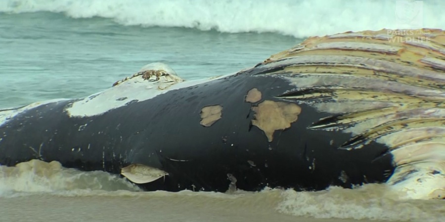 Whale carcass management