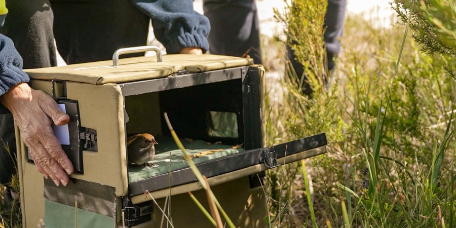 Noisy Scrub Bird being translocated. Photo - DBCA Noisy Scrub Bird being translocated. Photo - DBCA