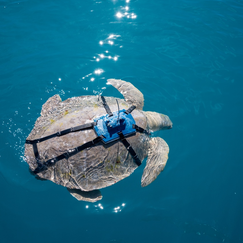 Roeback Bay Turtle research_Tristan Simpson